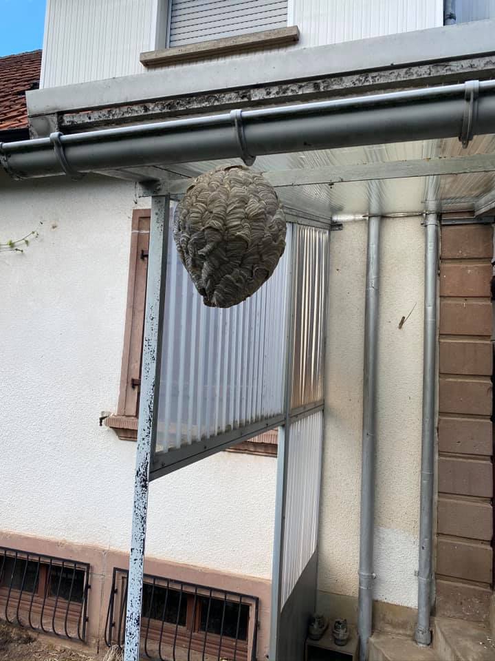 Photo d'un nid de guêpe détruit lors de la saison 2020
