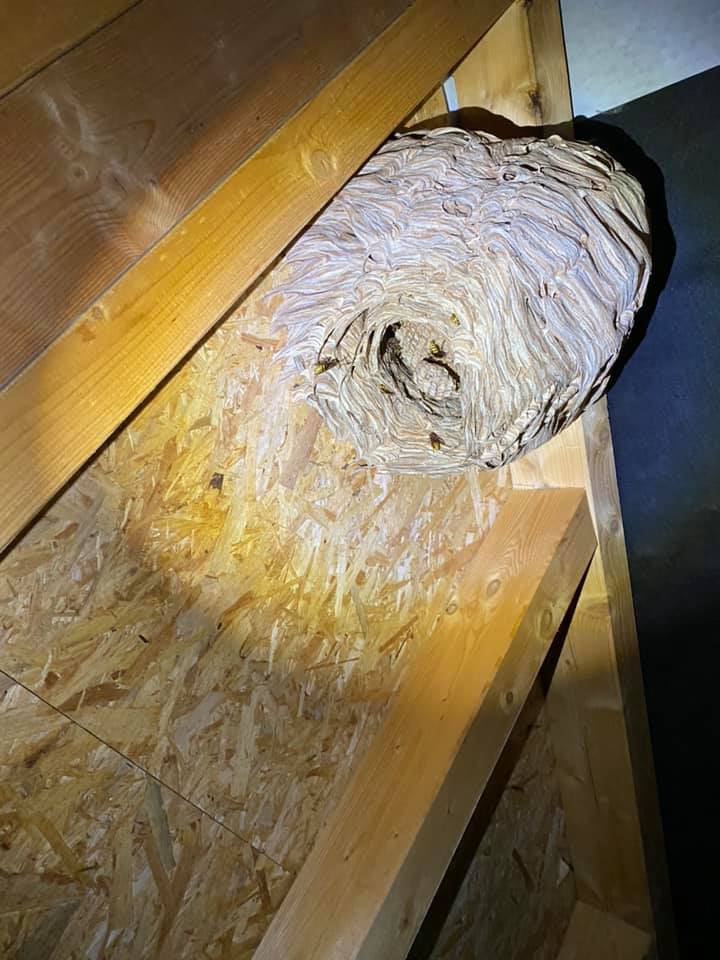 Photo d'un nid de guêpe détruit lors de la saison 2020
